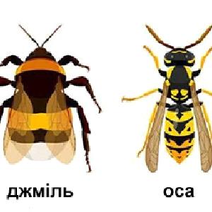 Новини Ужгорода, Закарпаття, України - РІО