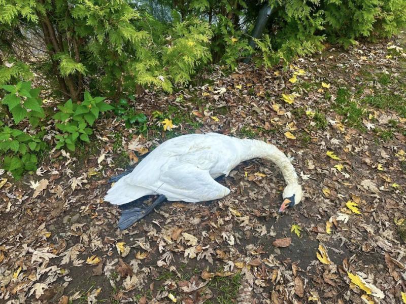 У парку Буштина отруїли трьох лебедів, які були своєрідним символом селища та улюбленцями мешканців