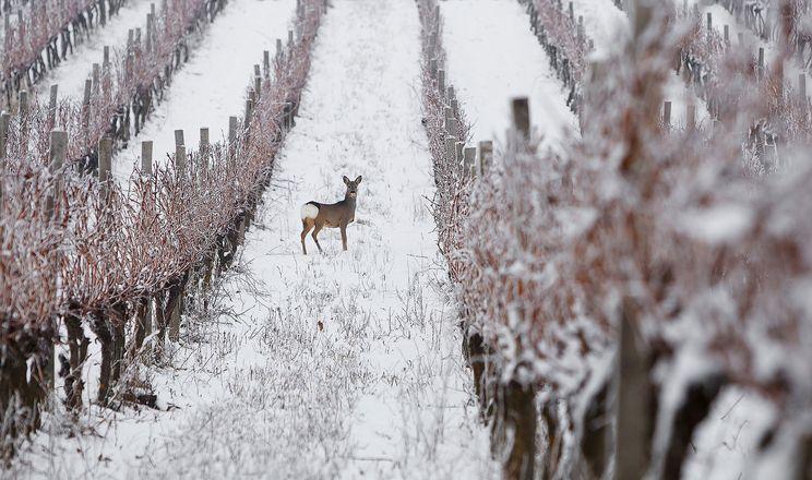 Закарпатські виноградники увійшли до списку 50 найгарніших у світі