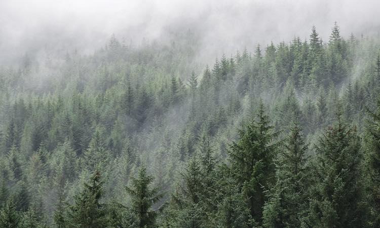 На Ужгородщині 25-річний чоловік пішов у ліс і не повернувся