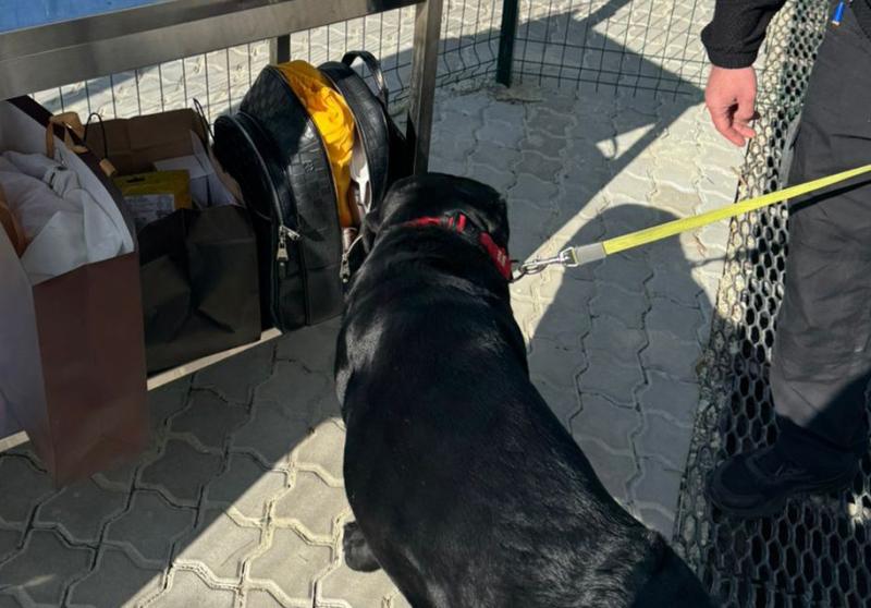 На ПП Ужгород службовий собака винюхав у речах пішохідки валюту на 4 млн грн