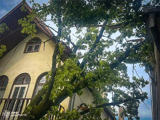 Через буревій в Ужгороді сталися численні падіння дерев